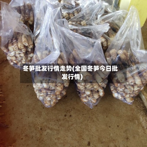 冬笋批发行情走势(全国冬笋今日批发行情)