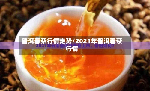 普洱春茶行情走势/2021年普洱春茶行情
