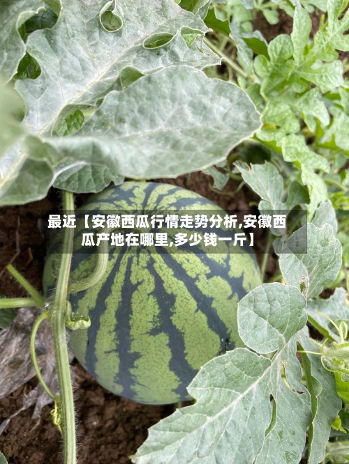 最近【安徽西瓜行情走势分析,安徽西瓜产地在哪里,多少钱一斤】
