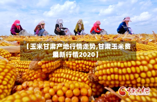 【玉米甘肃产地行情走势,甘肃玉米费用最新行情2020】-第2张图片