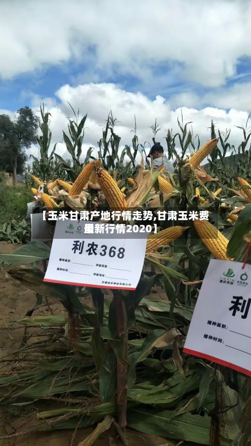 【玉米甘肃产地行情走势,甘肃玉米费用最新行情2020】