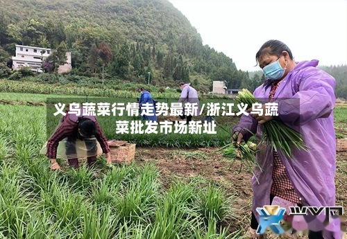义乌蔬菜行情走势最新/浙江义乌蔬菜批发市场新址-第3张图片