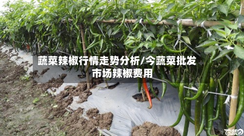 蔬菜辣椒行情走势分析/今蔬菜批发市场辣椒费用