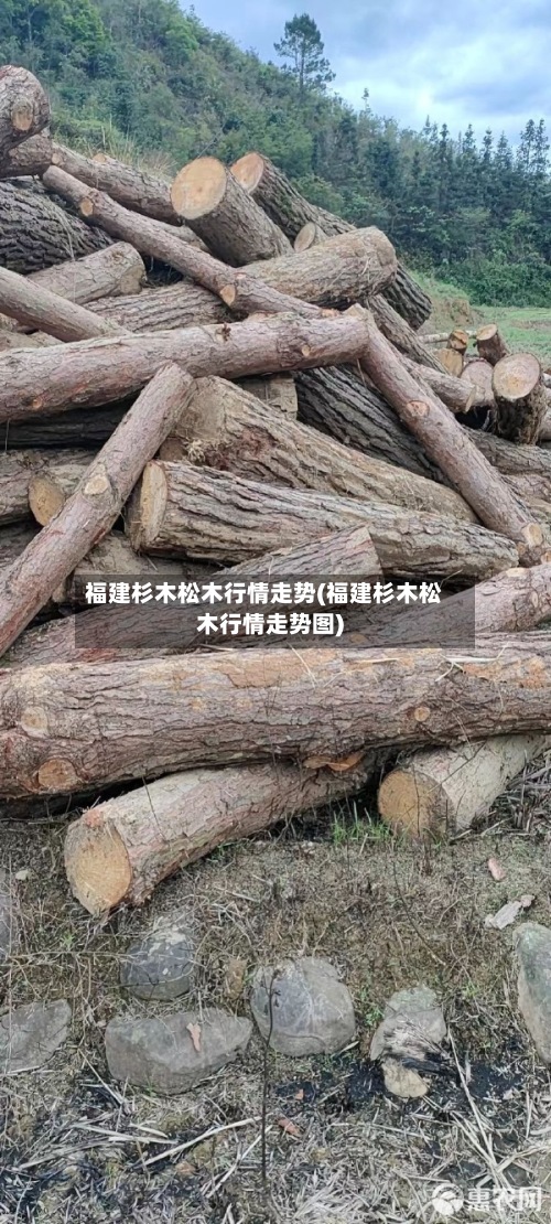 福建杉木松木行情走势(福建杉木松木行情走势图)