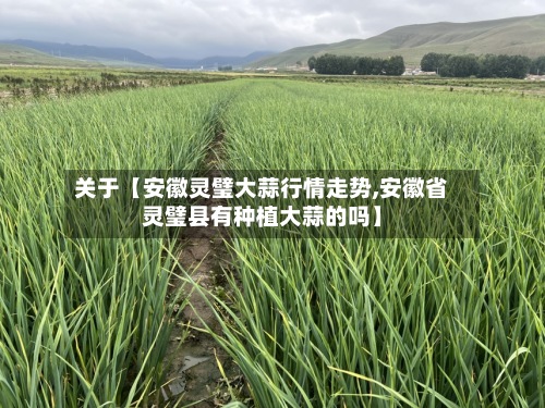 关于【安徽灵璧大蒜行情走势,安徽省灵璧县有种植大蒜的吗】