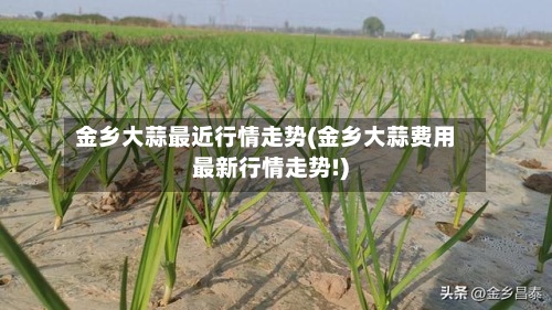 金乡大蒜最近行情走势(金乡大蒜费用最新行情走势!)