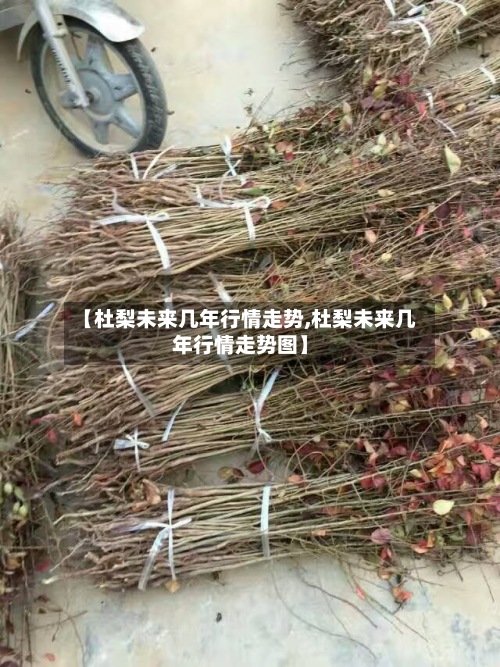 【杜梨未来几年行情走势,杜梨未来几年行情走势图】