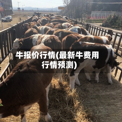 牛报价行情(最新牛费用
行情预测)-第2张图片