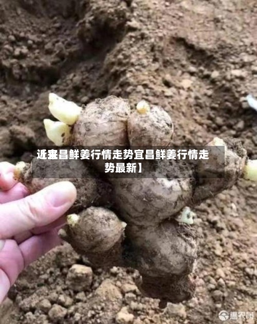 近来【宜昌鲜姜行情走势宜昌鲜姜行情走势最新】-第2张图片