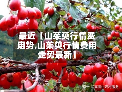 最近【山茱萸行情费用走势,山茱萸行情费用走势最新】