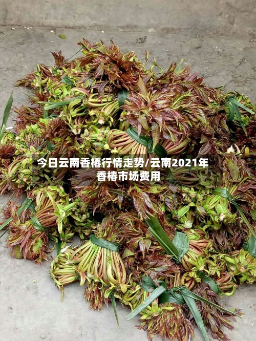 今日云南香椿行情走势/云南2021年香椿市场费用-第3张图片