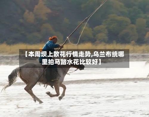 【本周坝上散花行情走势,乌兰布统哪里拍马踏水花比较好】