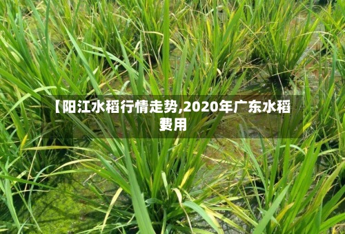 【阳江水稻行情走势,2020年广东水稻费用】-第3张图片