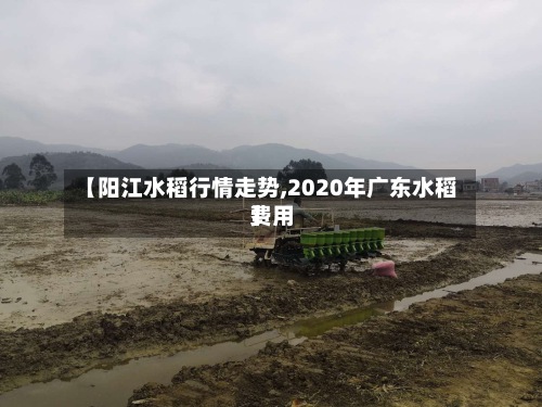 【阳江水稻行情走势,2020年广东水稻费用
】