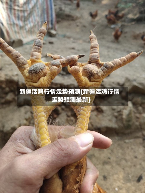 新疆活鸡行情走势预测(新疆活鸡行情走势预测最新)-第2张图片