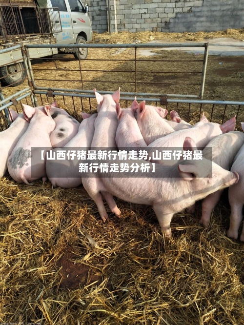【山西仔猪最新行情走势,山西仔猪最新行情走势分析】