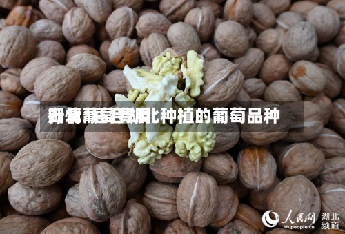 湖北葡萄费用
行情/适合湖北种植的葡萄品种-第2张图片