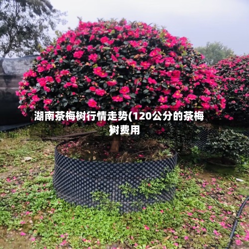 湖南茶梅树行情走势(120公分的茶梅树费用
)