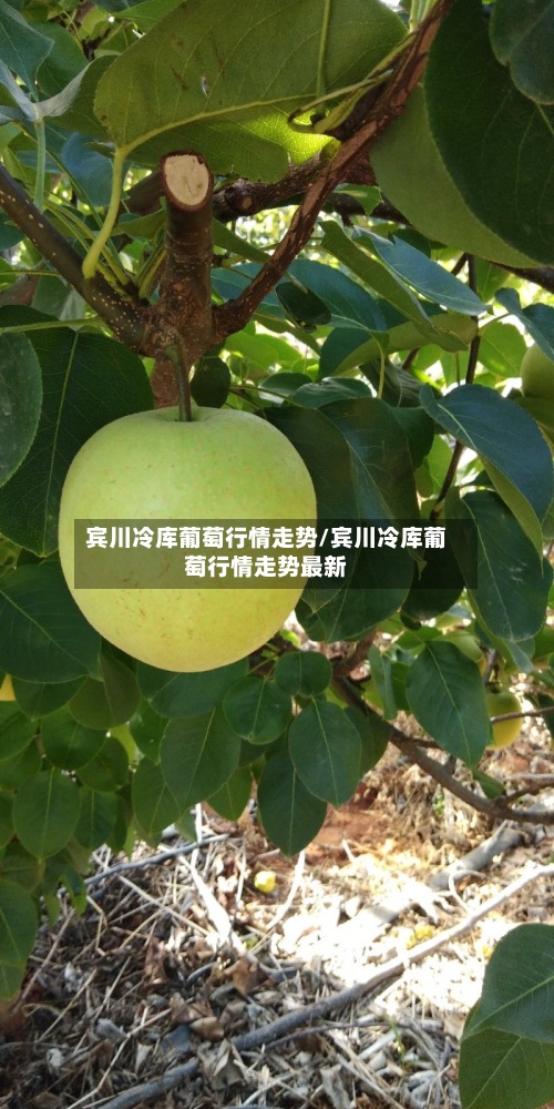 宾川冷库葡萄行情走势/宾川冷库葡萄行情走势最新