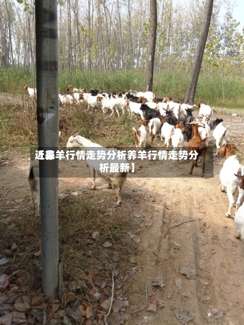 近来
【养羊行情走势分析养羊行情走势分析最新】