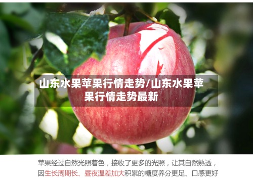 山东水果苹果行情走势/山东水果苹果行情走势最新