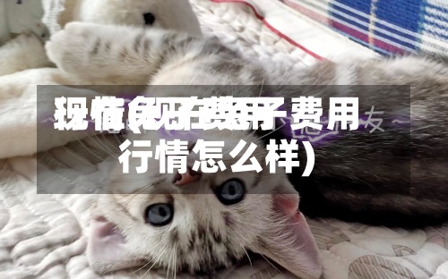 现在兔子费用行情(现在兔子费用行情怎么样)