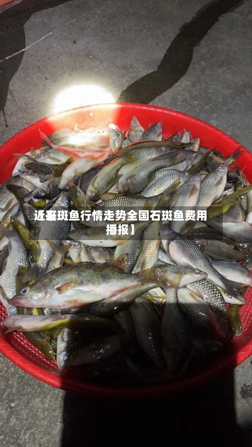 近来【石斑鱼行情走势全国石斑鱼费用播报】-第2张图片