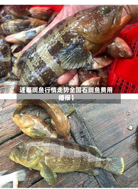 近来【石斑鱼行情走势全国石斑鱼费用播报】-第3张图片