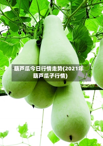 葫芦瓜今日行情走势(2021年葫芦瓜子行情)