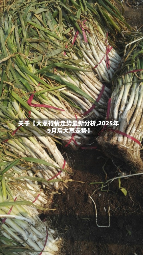 关于【大葱行情走势最新分析,2025年9月后大葱走势】