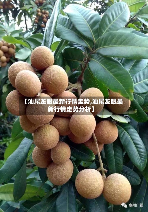 【汕尾龙眼最新行情走势,汕尾龙眼最新行情走势分析】