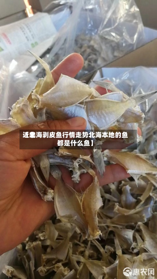 近来【北海剥皮鱼行情走势北海本地的鱼都是什么鱼】
