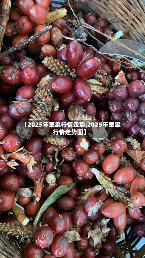 【2025年草果行情走势,2025年草果行情走势图】-第3张图片