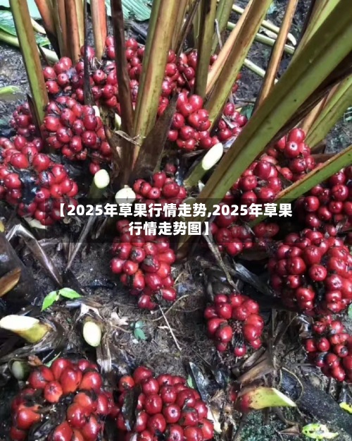 【2025年草果行情走势,2025年草果行情走势图】-第2张图片