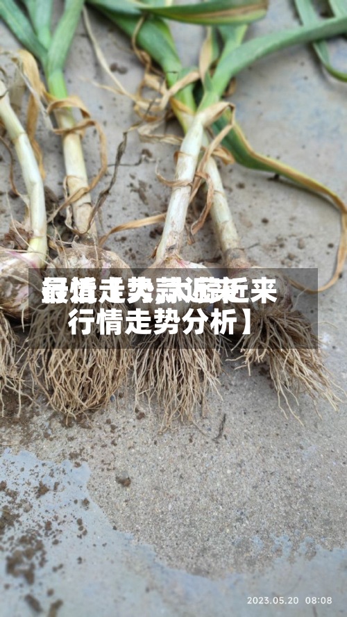最近【大蒜近来行情走势,大蒜近来行情走势分析】-第3张图片
