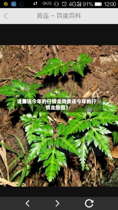 近来【黄连今年的行情走势黄连今年的行情走势图】