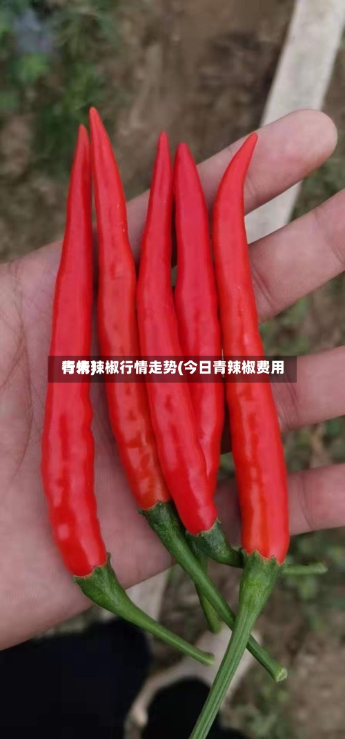 青米辣椒行情走势(今日青辣椒费用
行情)-第2张图片