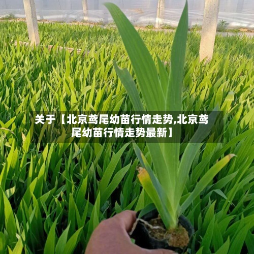 关于【北京鸢尾幼苗行情走势,北京鸢尾幼苗行情走势最新】