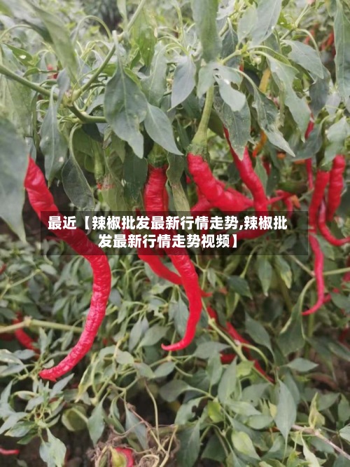 最近【辣椒批发最新行情走势,辣椒批发最新行情走势视频】-第2张图片