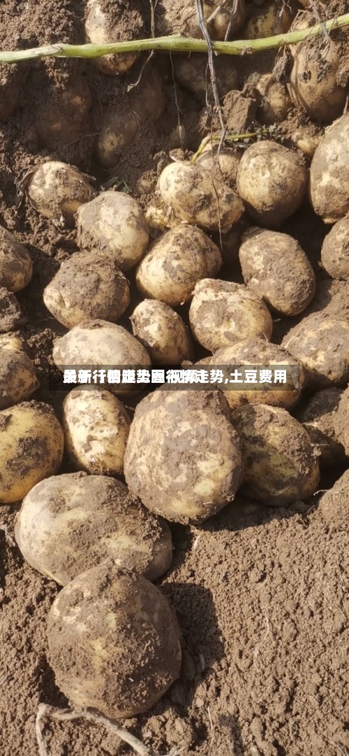 关于【四膜土豆行情走势,土豆费用最新行情走势图 视频】
