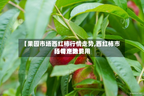 【果园市场西红柿行情走势,西红柿市场与产地费用行情走势】-第2张图片