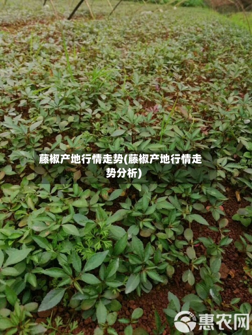 藤椒产地行情走势(藤椒产地行情走势分析)
