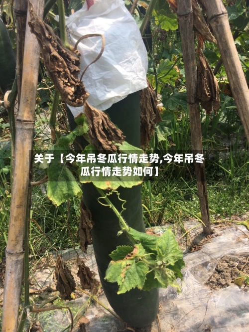 关于【今年吊冬瓜行情走势,今年吊冬瓜行情走势如何】-第2张图片