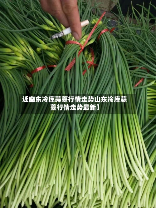 近来【山东冷库蒜薹行情走势山东冷库蒜薹行情走势最新】-第2张图片