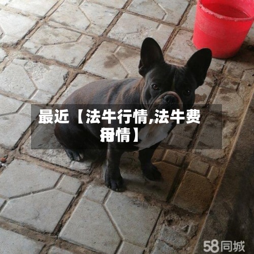 最近【法牛行情,法牛费用行情】