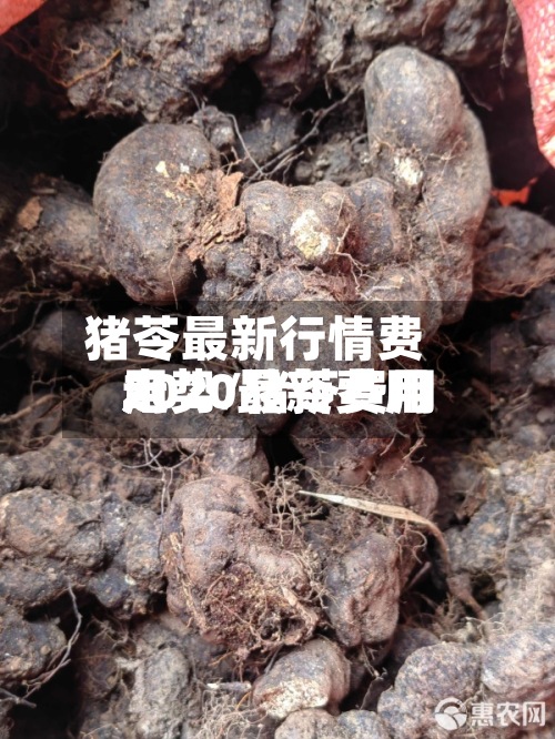 猪苓最新行情费用
走势/猪苓费用
2020最新费用
-第2张图片