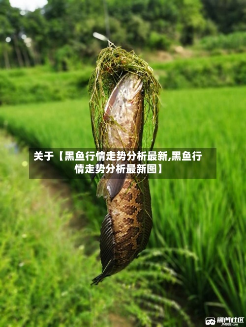 关于【黑鱼行情走势分析最新,黑鱼行情走势分析最新图】