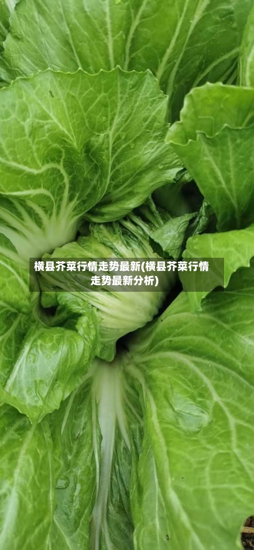 横县芥菜行情走势最新(横县芥菜行情走势最新分析)