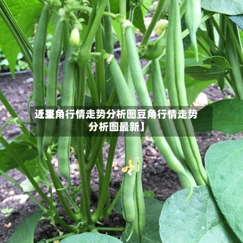 近来【豆角行情走势分析图豆角行情走势分析图最新】
