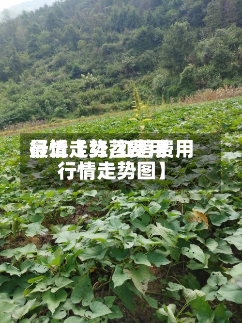 最近【红苕费用行情走势,红苕费用行情走势图】-第3张图片